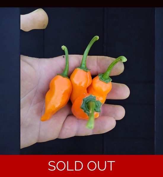 Jalapeno Big Mama Orange (f4) -> (f5) 10+seeds